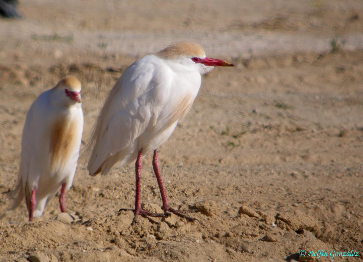 Western Cattle Egret - ML620699498