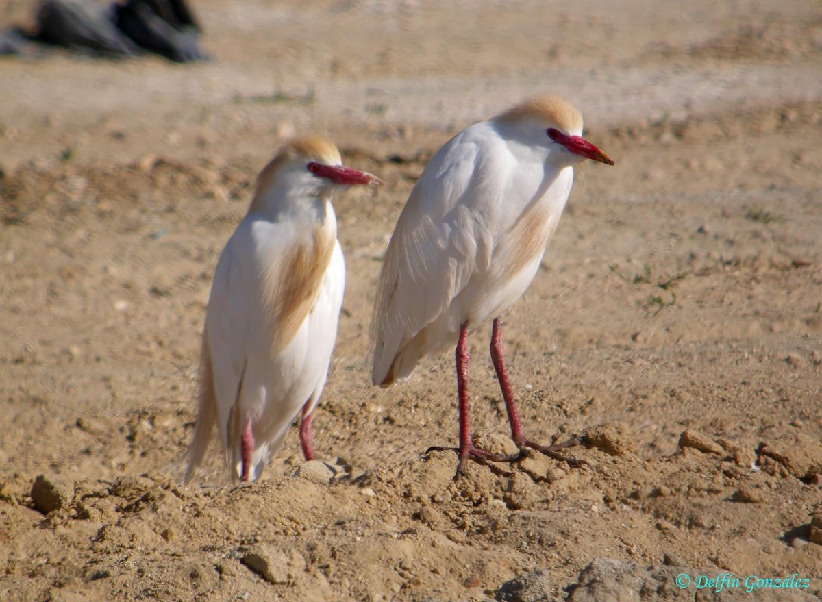 Чапля єгипетська (підвид ibis) - ML620699499