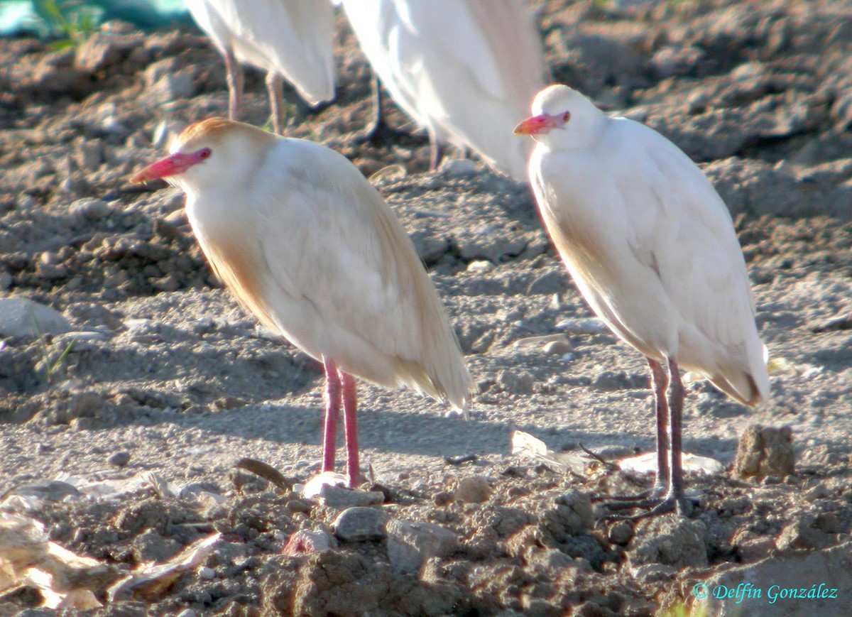 Western Cattle Egret - ML620699500