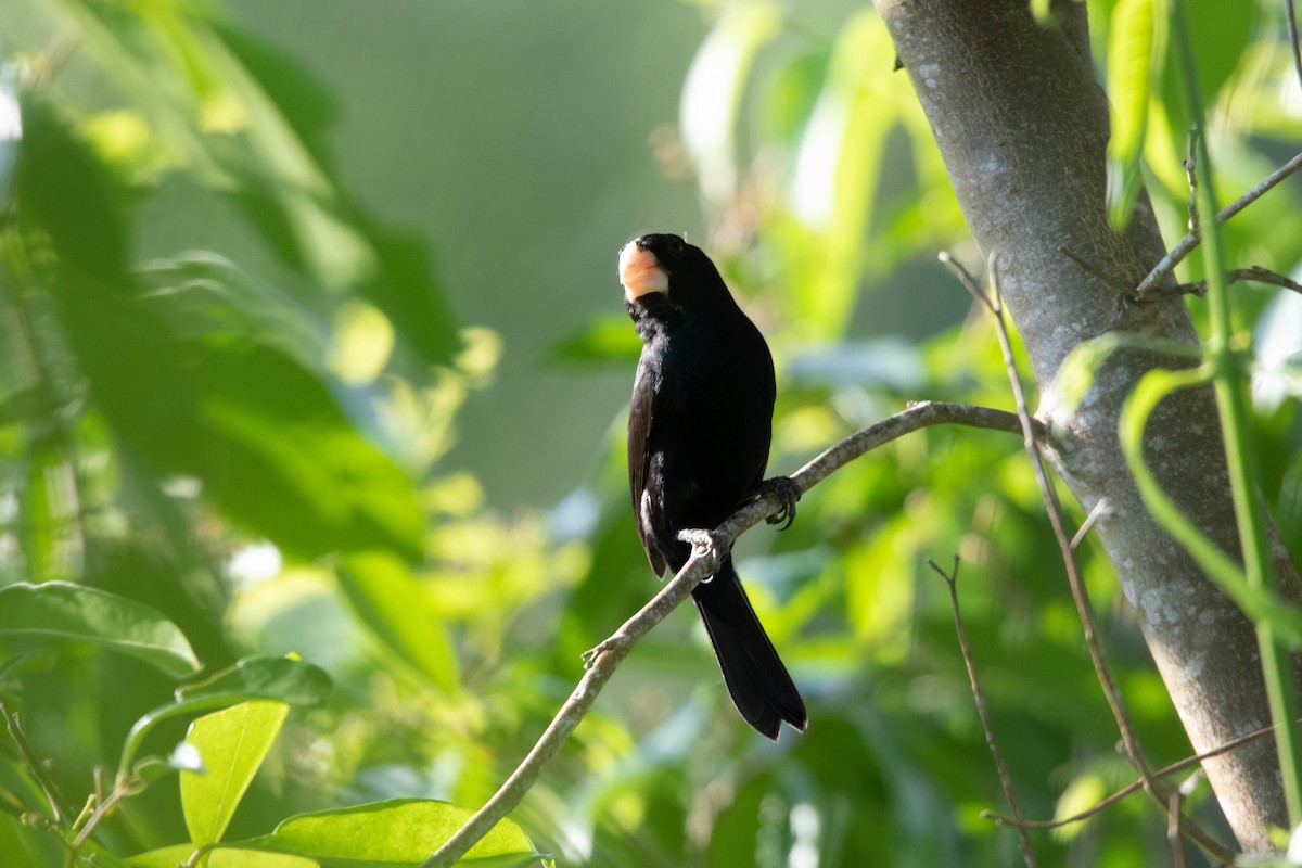 Large-billed Seed-Finch - ML620699502