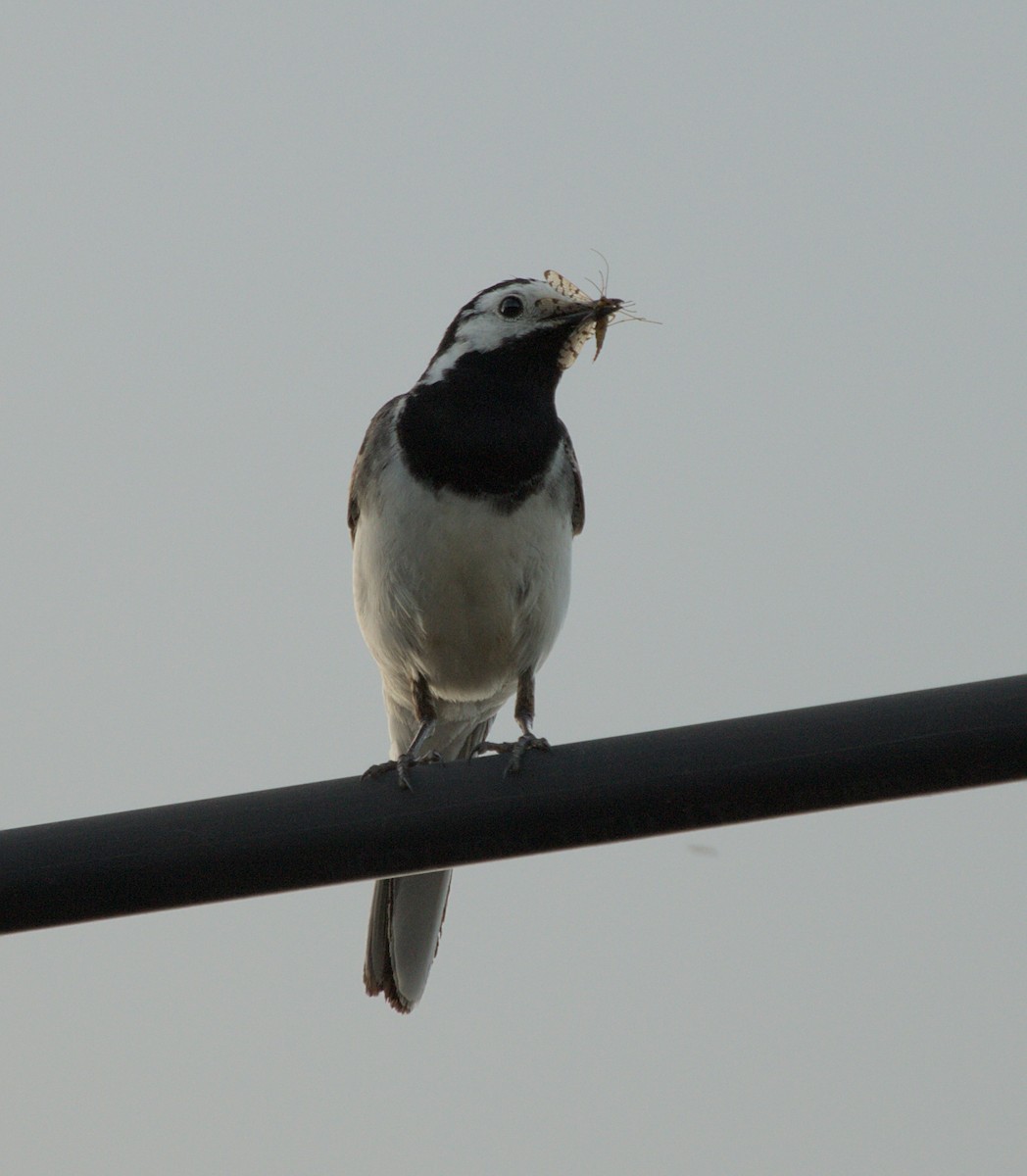 White Wagtail - ML620699503