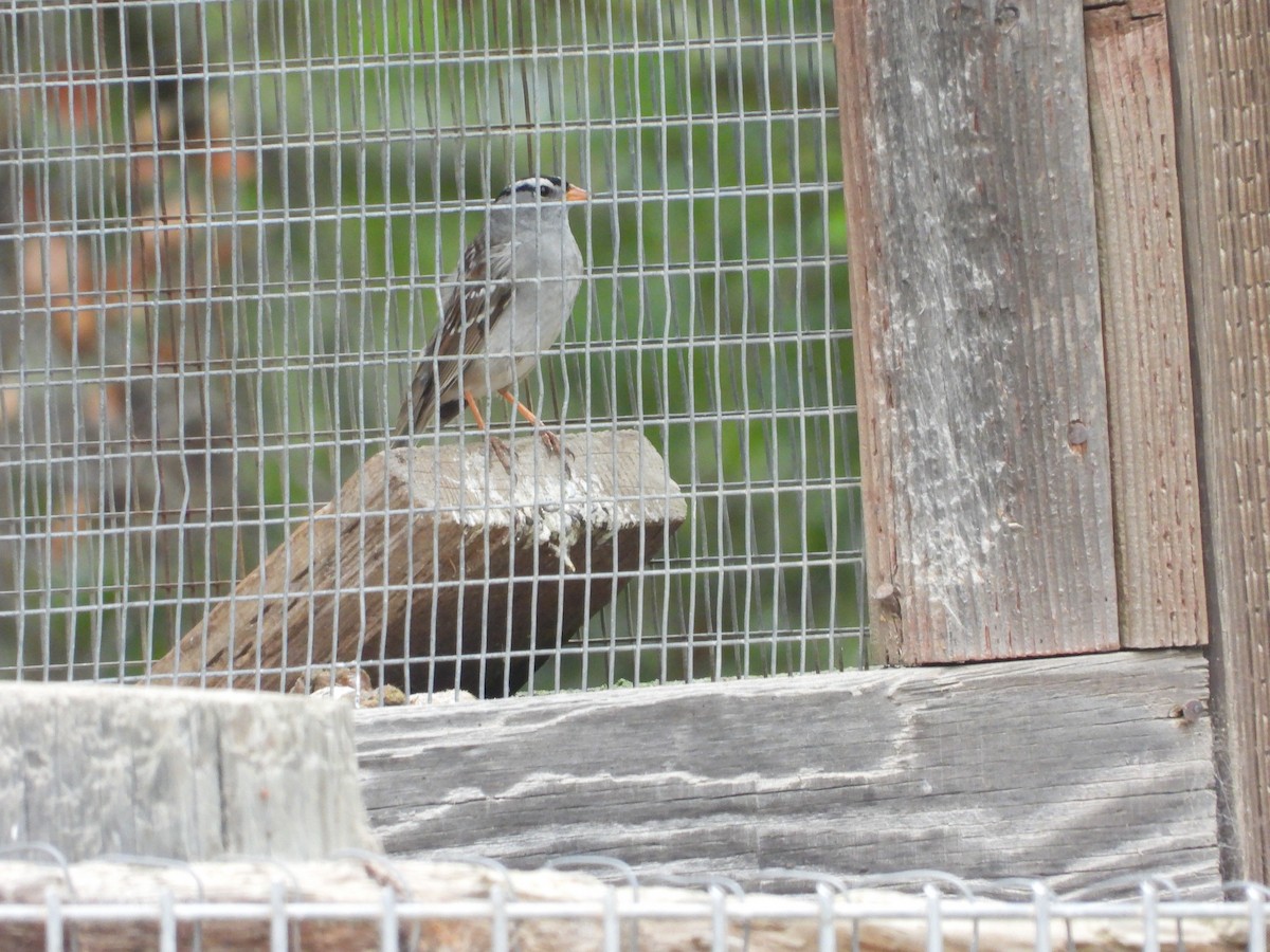 White-crowned Sparrow - ML620699504