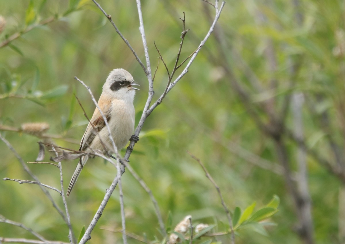 White-crowned Penduline-Tit - ML620699506