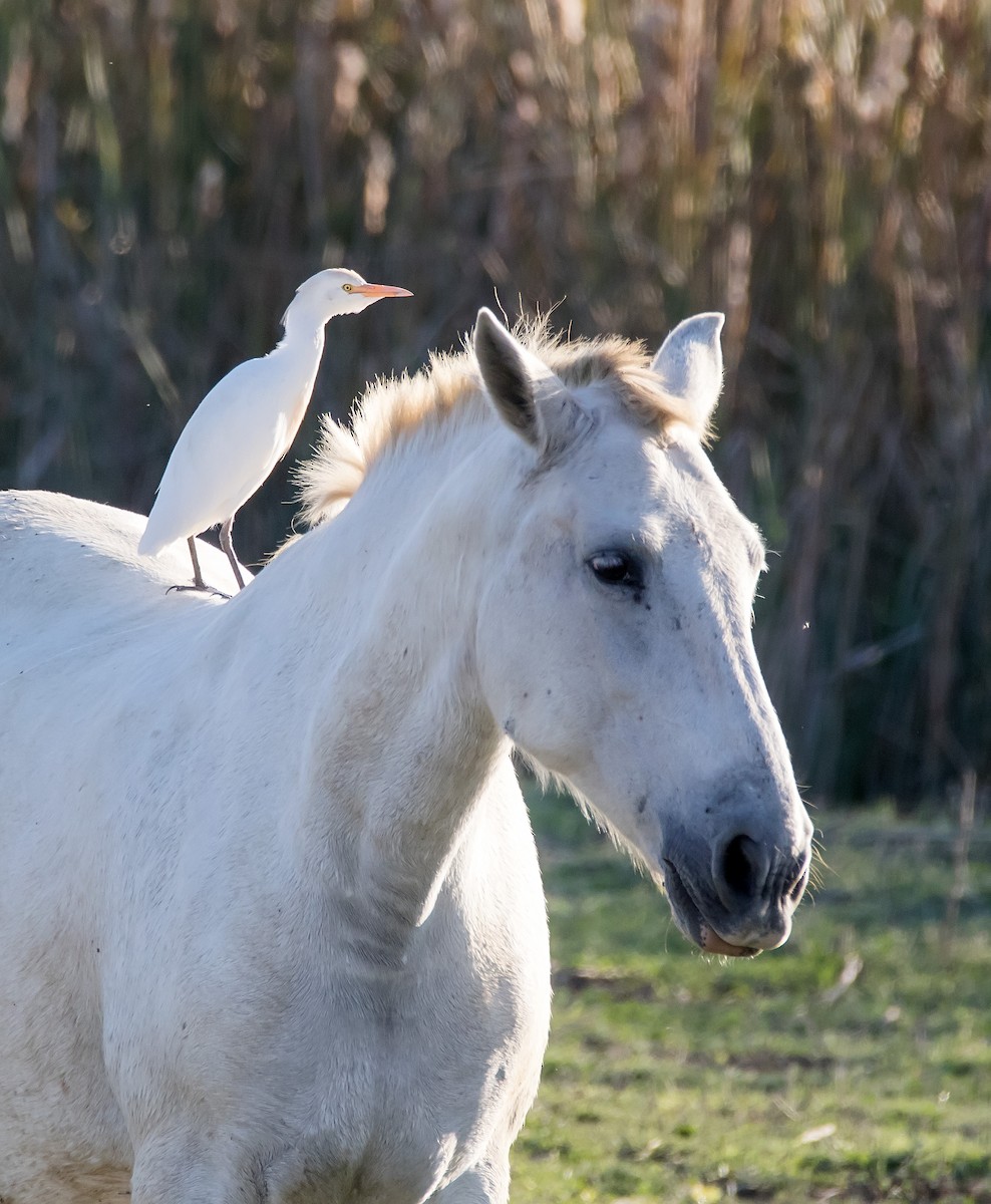 Чапля єгипетська (підвид ibis) - ML620699514