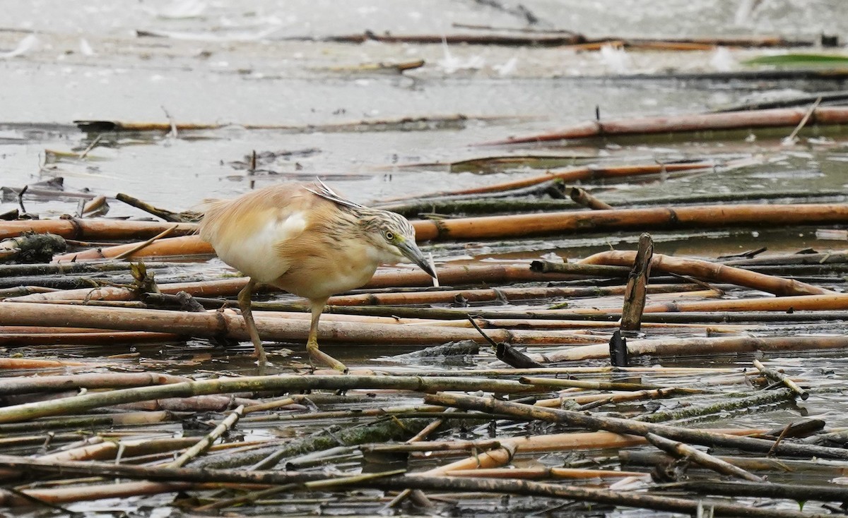 Squacco Heron - ML620699517