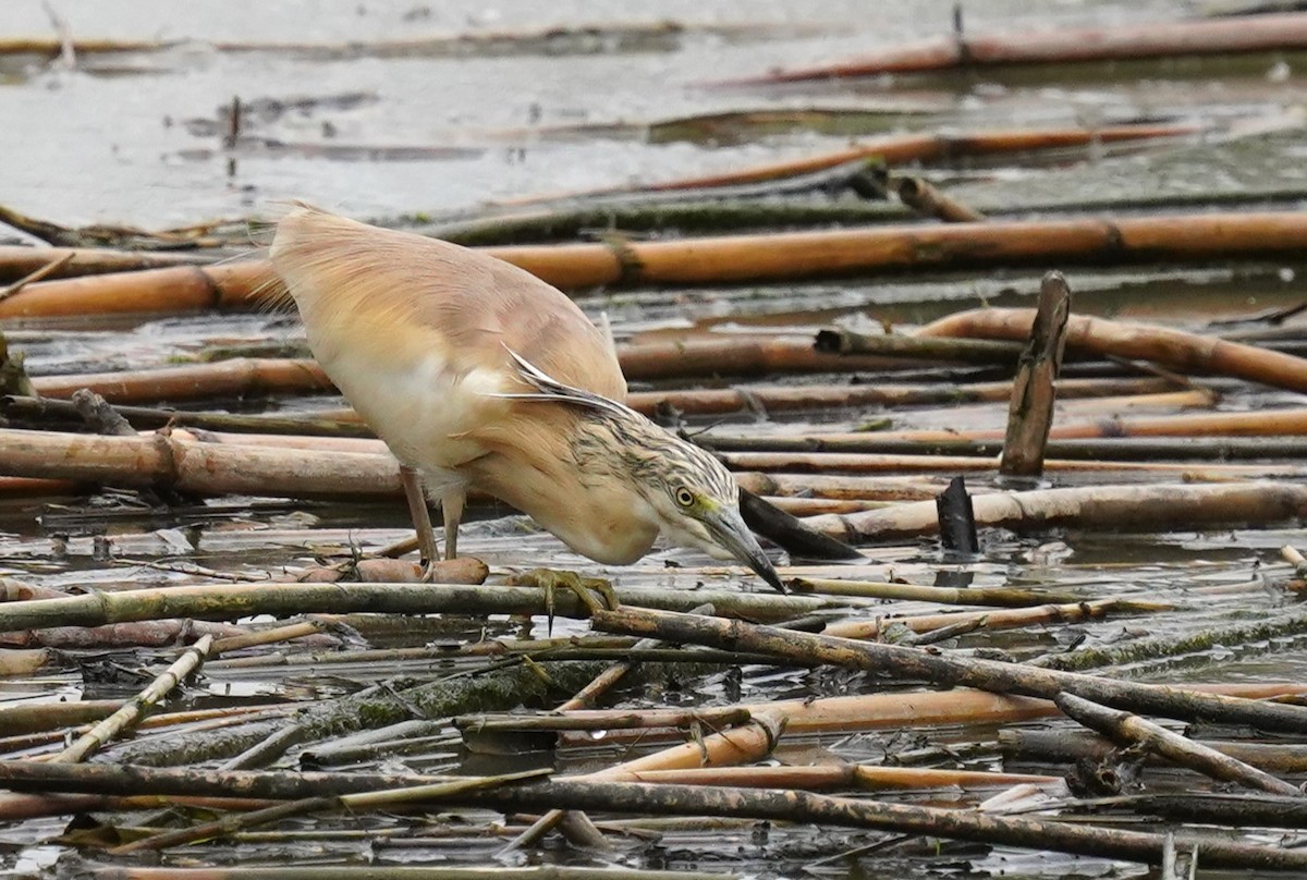 Squacco Heron - ML620699518