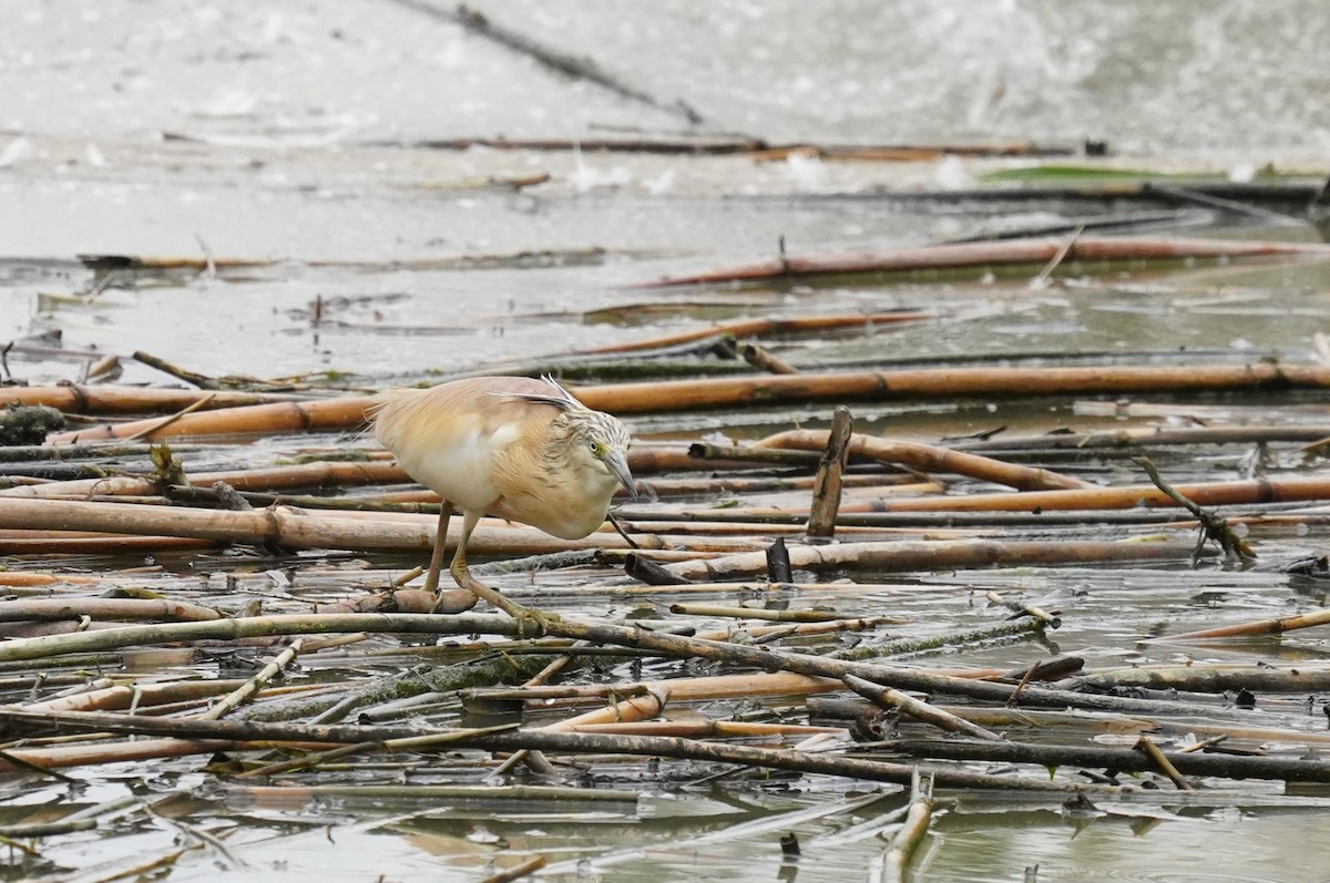 Squacco Heron - ML620699519