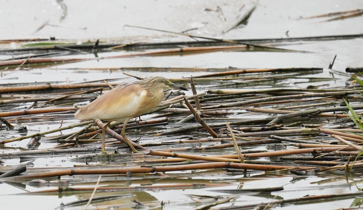 Squacco Heron - ML620699520