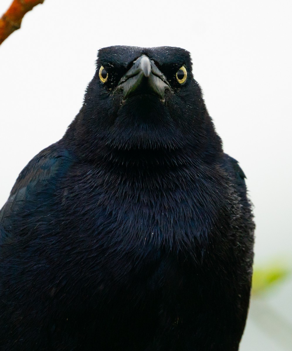 Great-tailed Grackle - Alex Boas