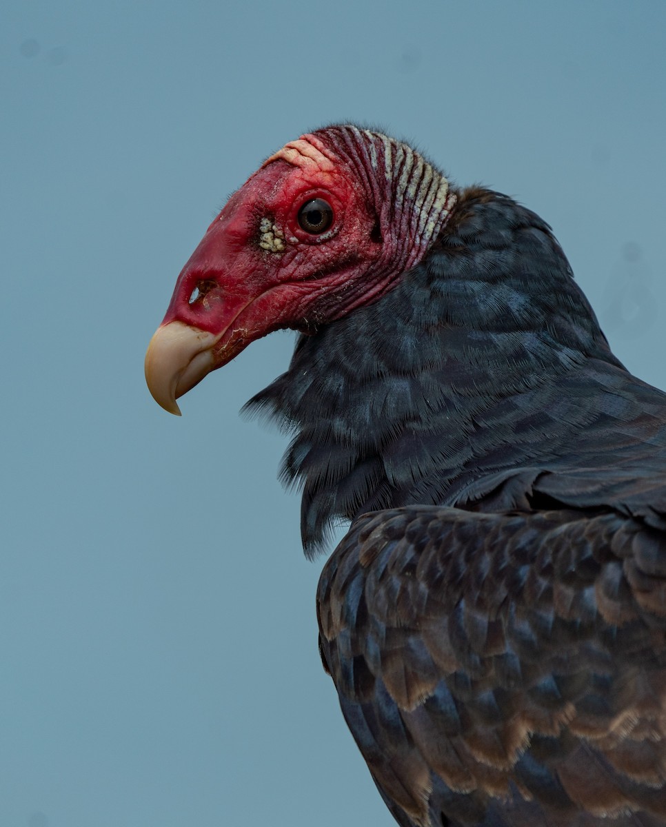 Turkey Vulture - ML620699522