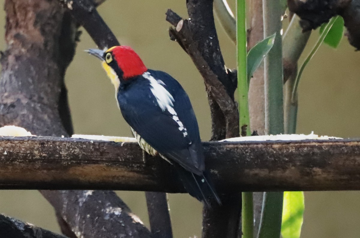 Yellow-fronted Woodpecker - ML620699524