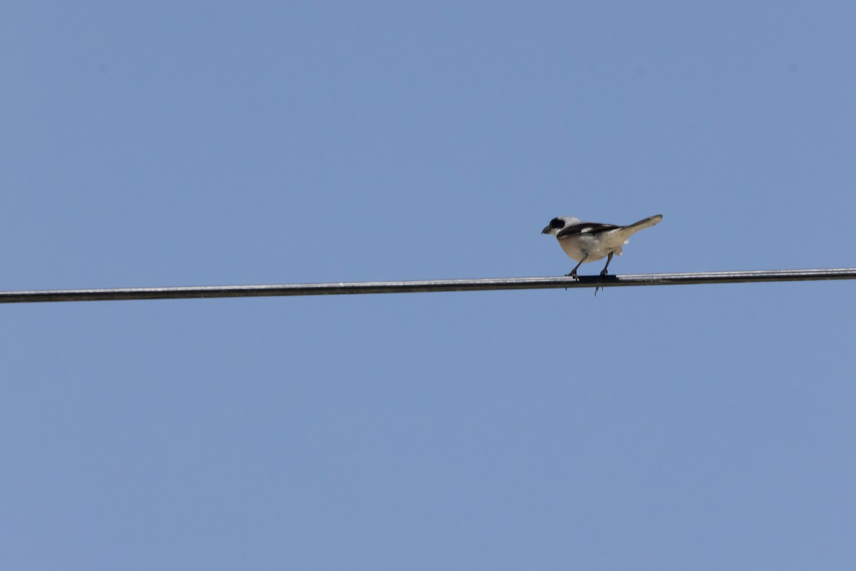 Lesser Gray Shrike - ML620699525