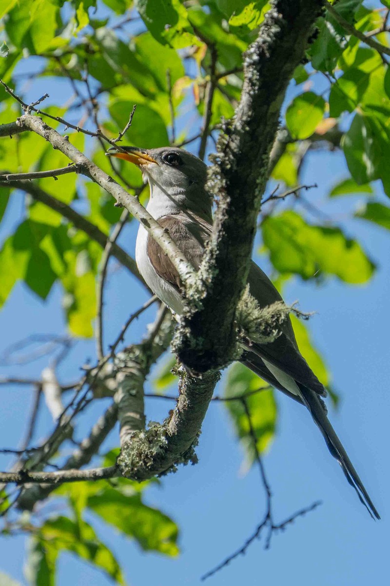 Yellow-billed Cuckoo - ML620699532