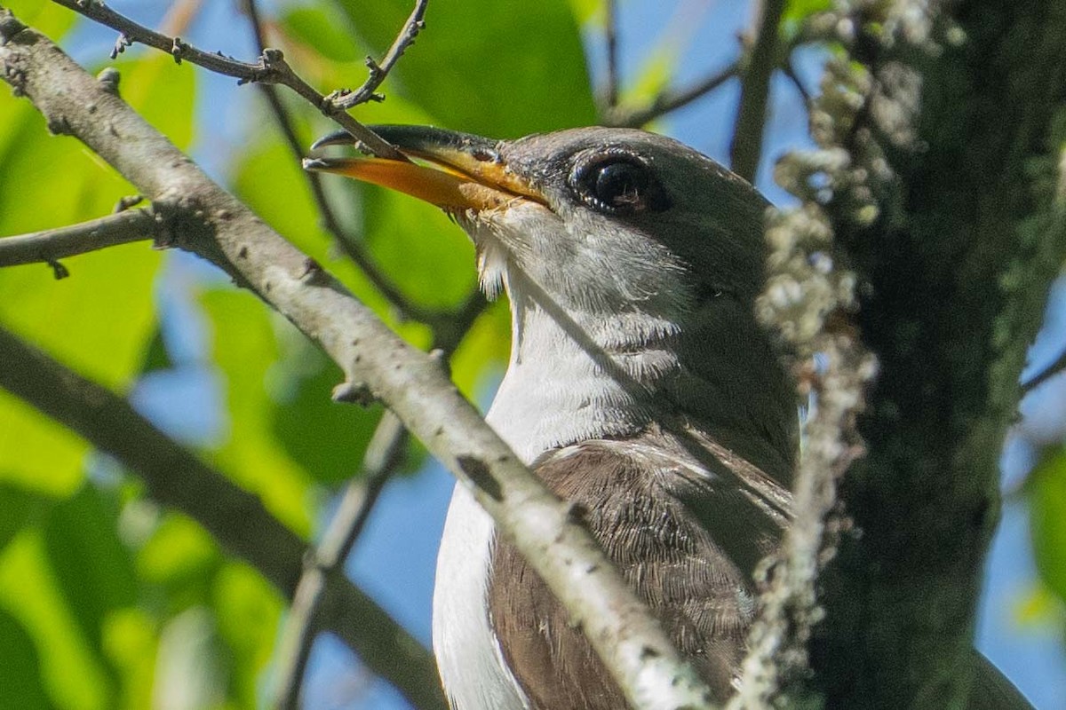 Yellow-billed Cuckoo - ML620699533