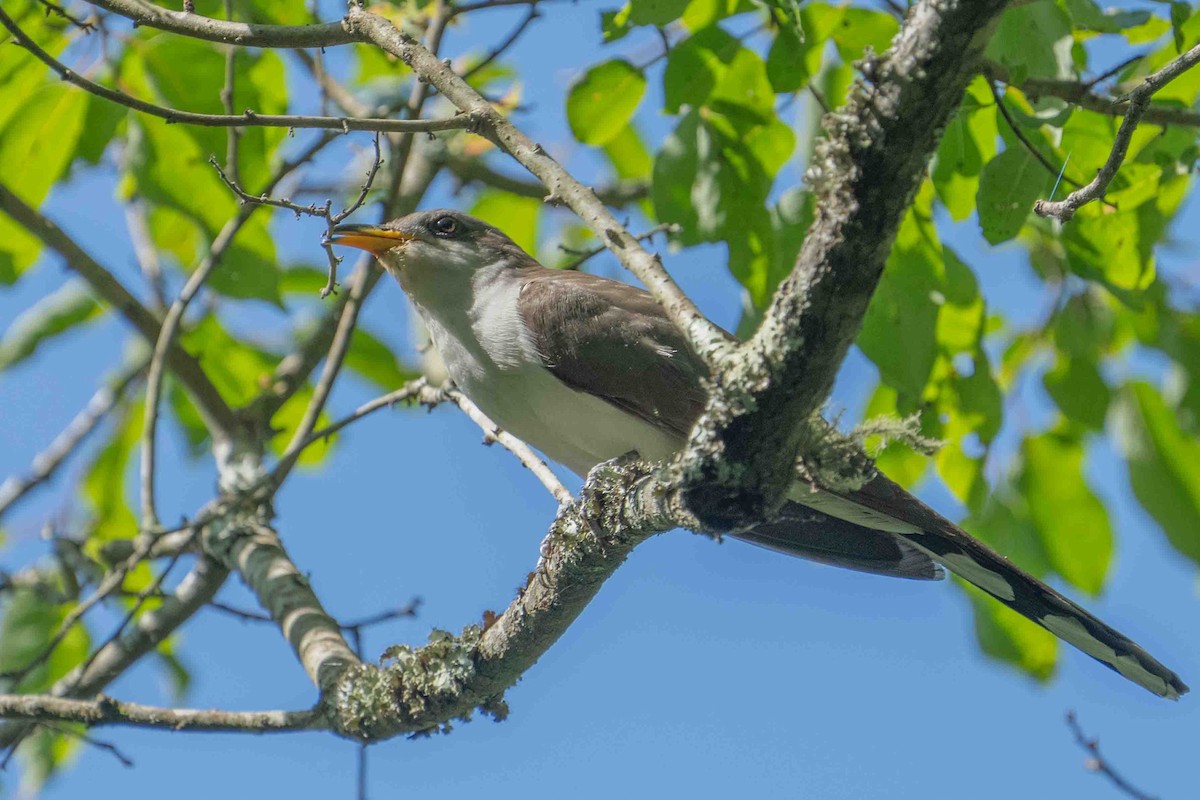 Yellow-billed Cuckoo - ML620699534