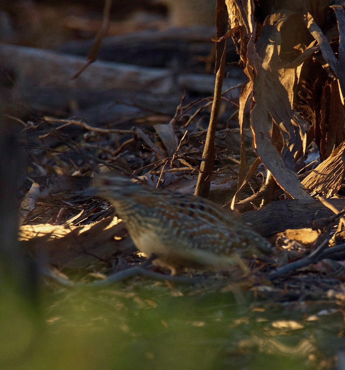 Painted Buttonquail - ML620699537