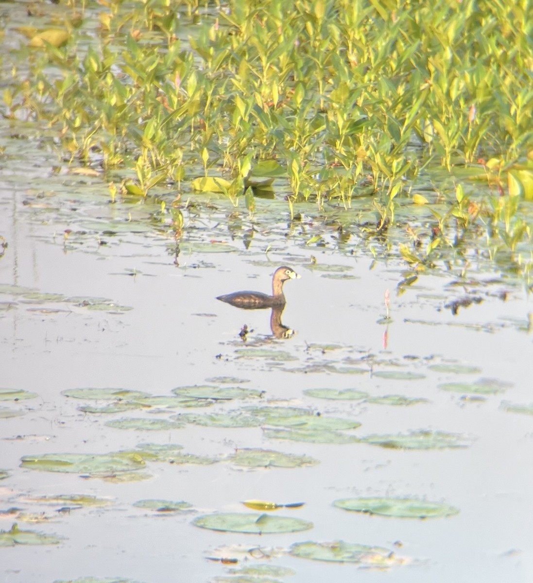 Pied-billed Grebe - ML620699539