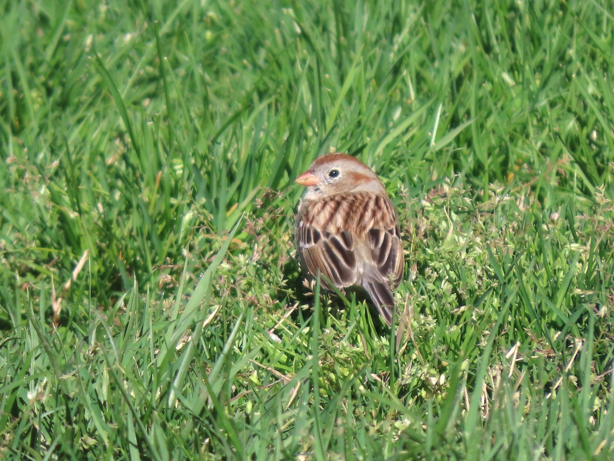 Field Sparrow - ML620699540