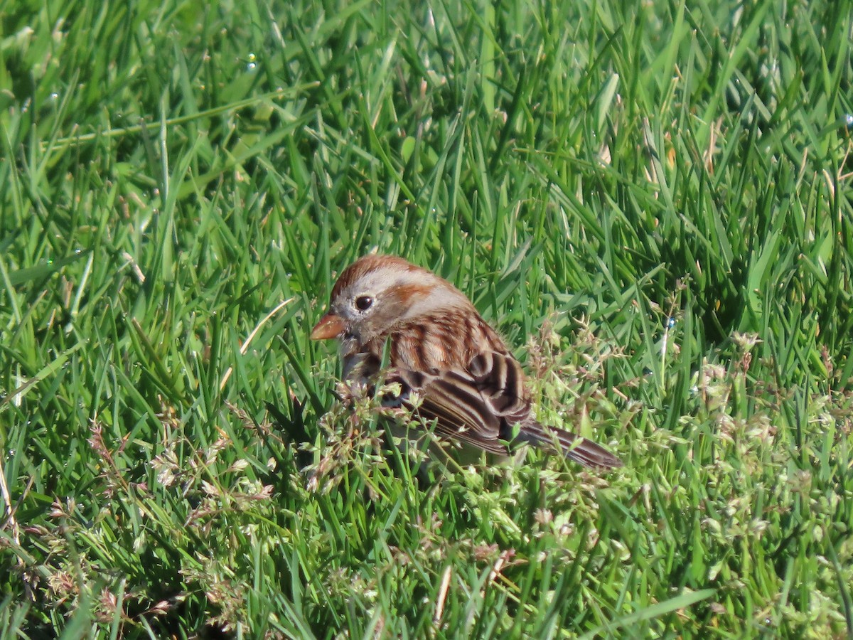 Field Sparrow - ML620699541