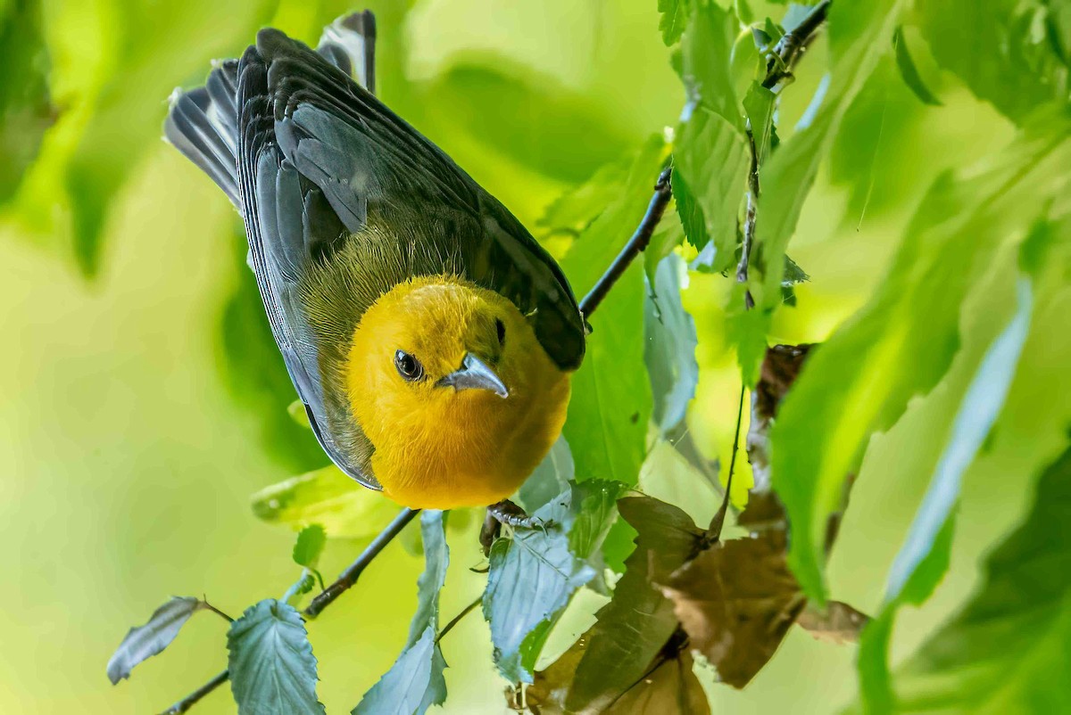 Prothonotary Warbler - ML620699544