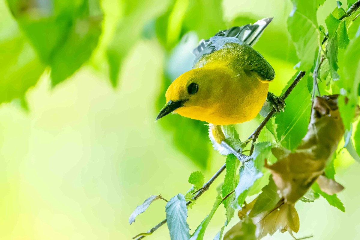 Prothonotary Warbler - ML620699545