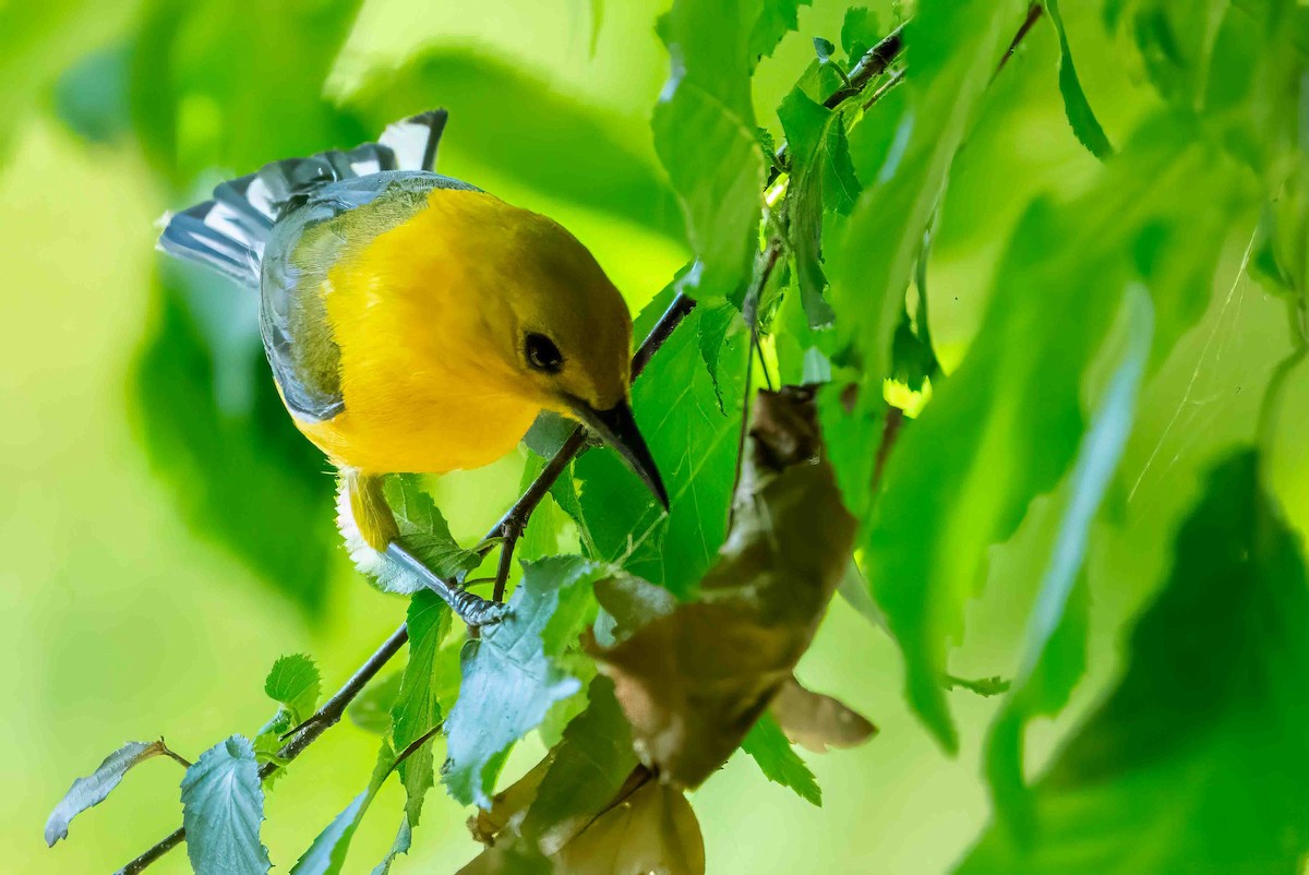 Prothonotary Warbler - ML620699546