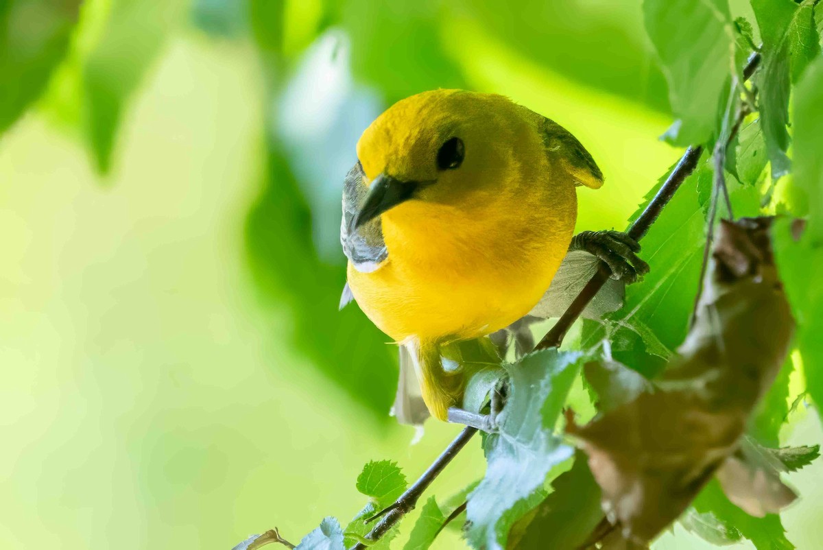 Prothonotary Warbler - ML620699547