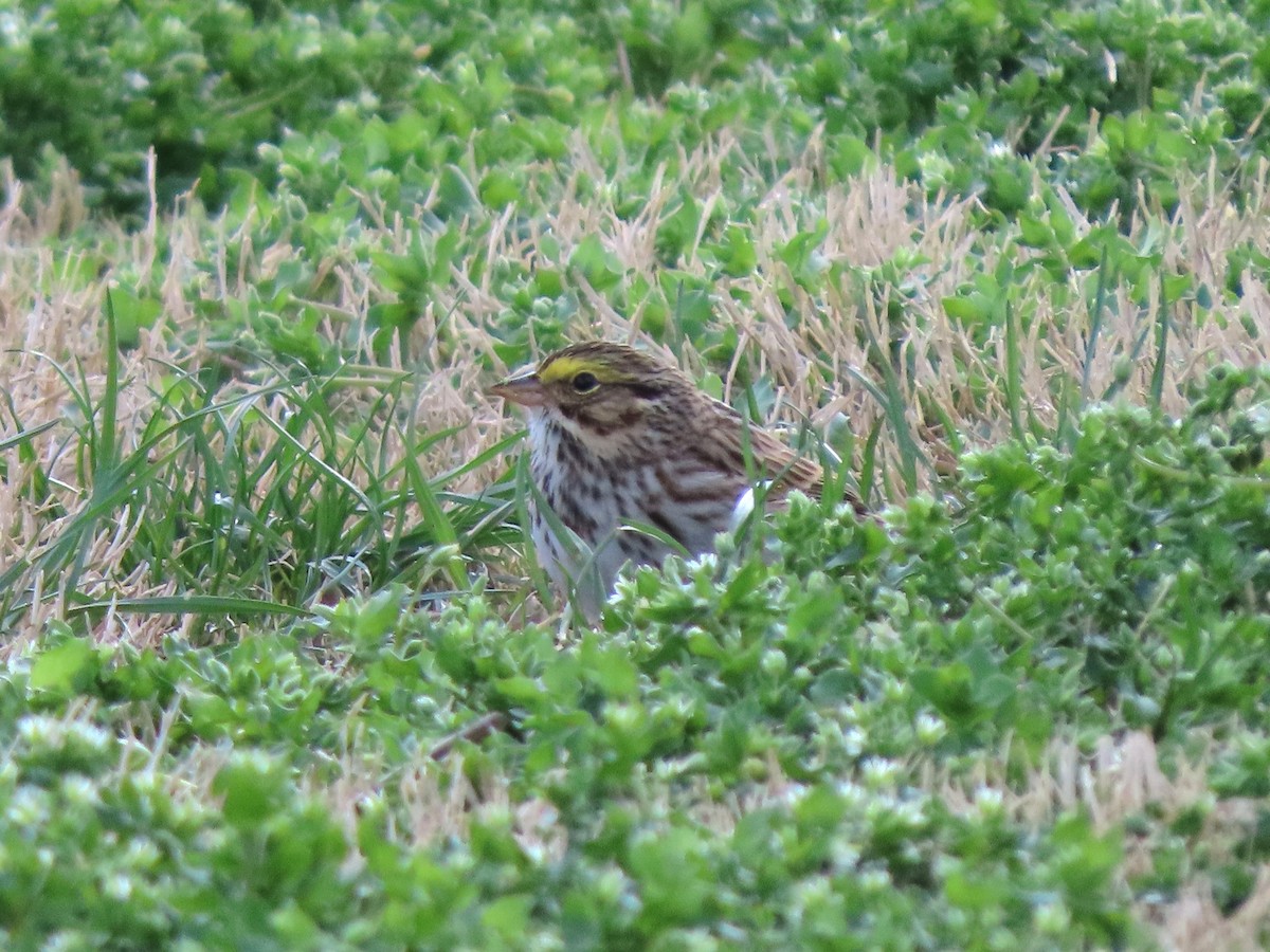 Savannah Sparrow - ML620699549