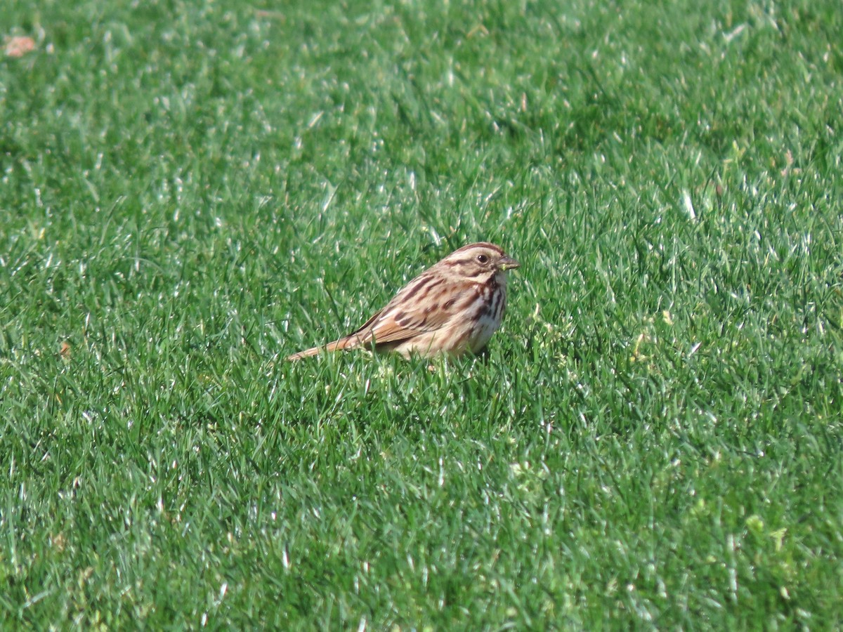 Song Sparrow - ML620699551