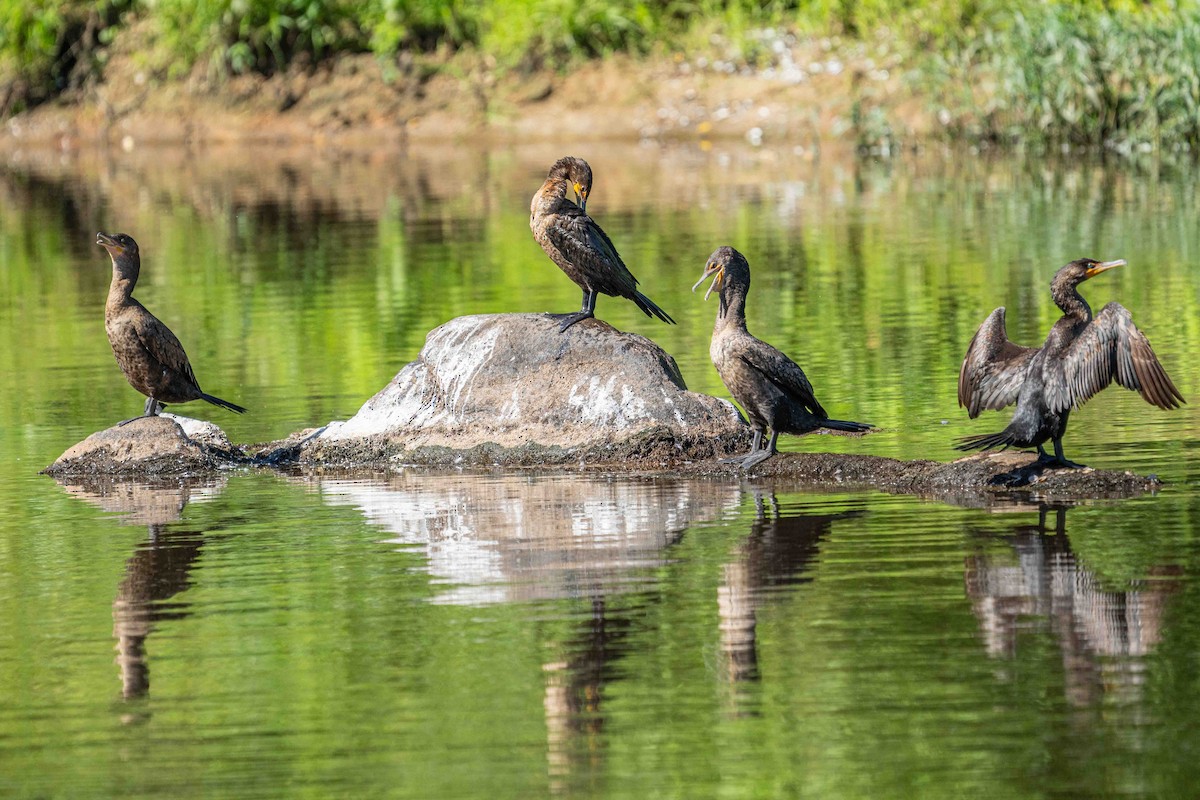 Double-crested Cormorant - ML620699552