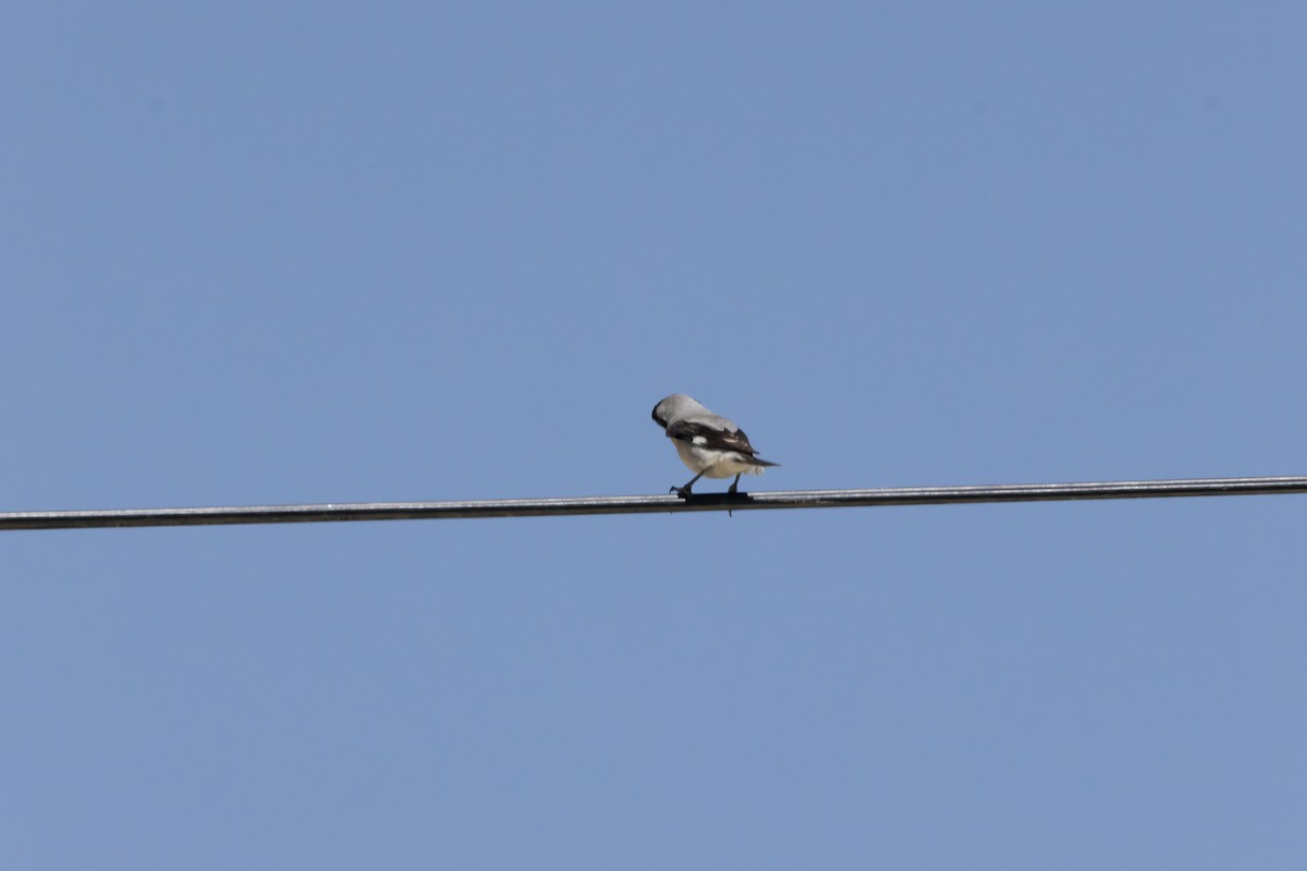 Lesser Gray Shrike - ML620699553