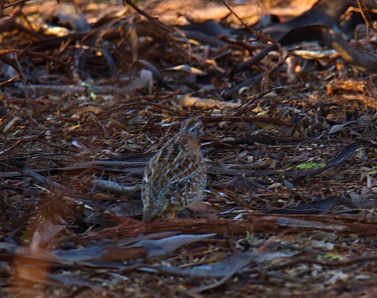 Painted Buttonquail - ML620699555