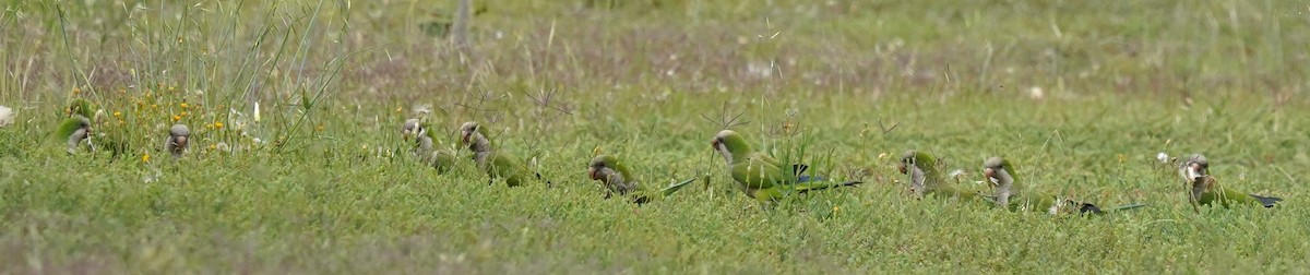 Monk Parakeet - ML620699556