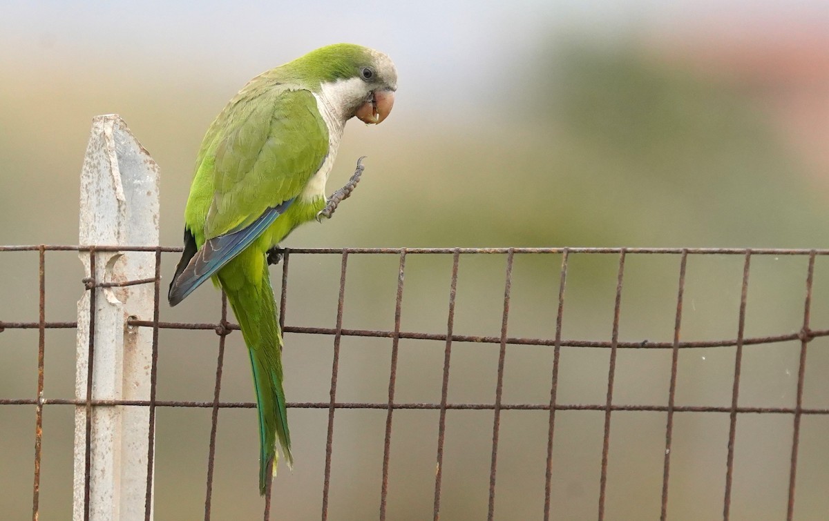 Monk Parakeet - ML620699557