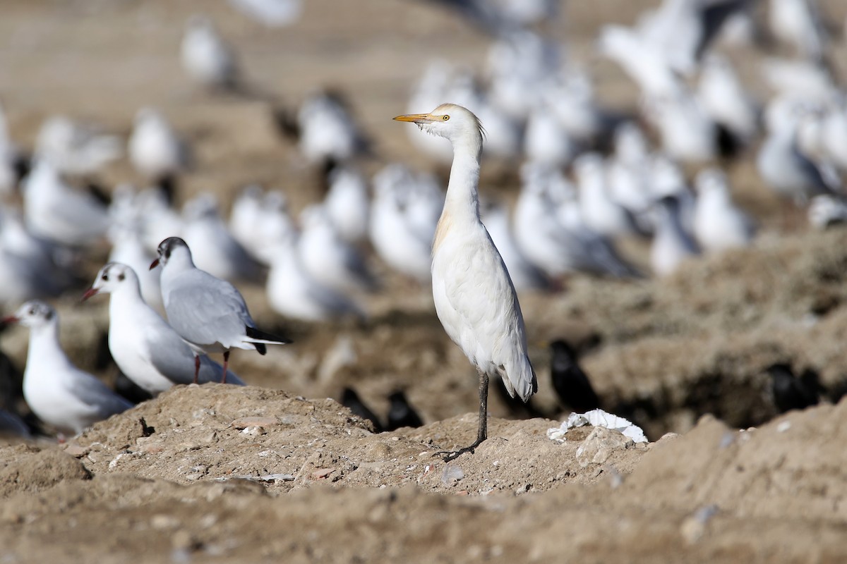 Western Cattle Egret - ML620699567