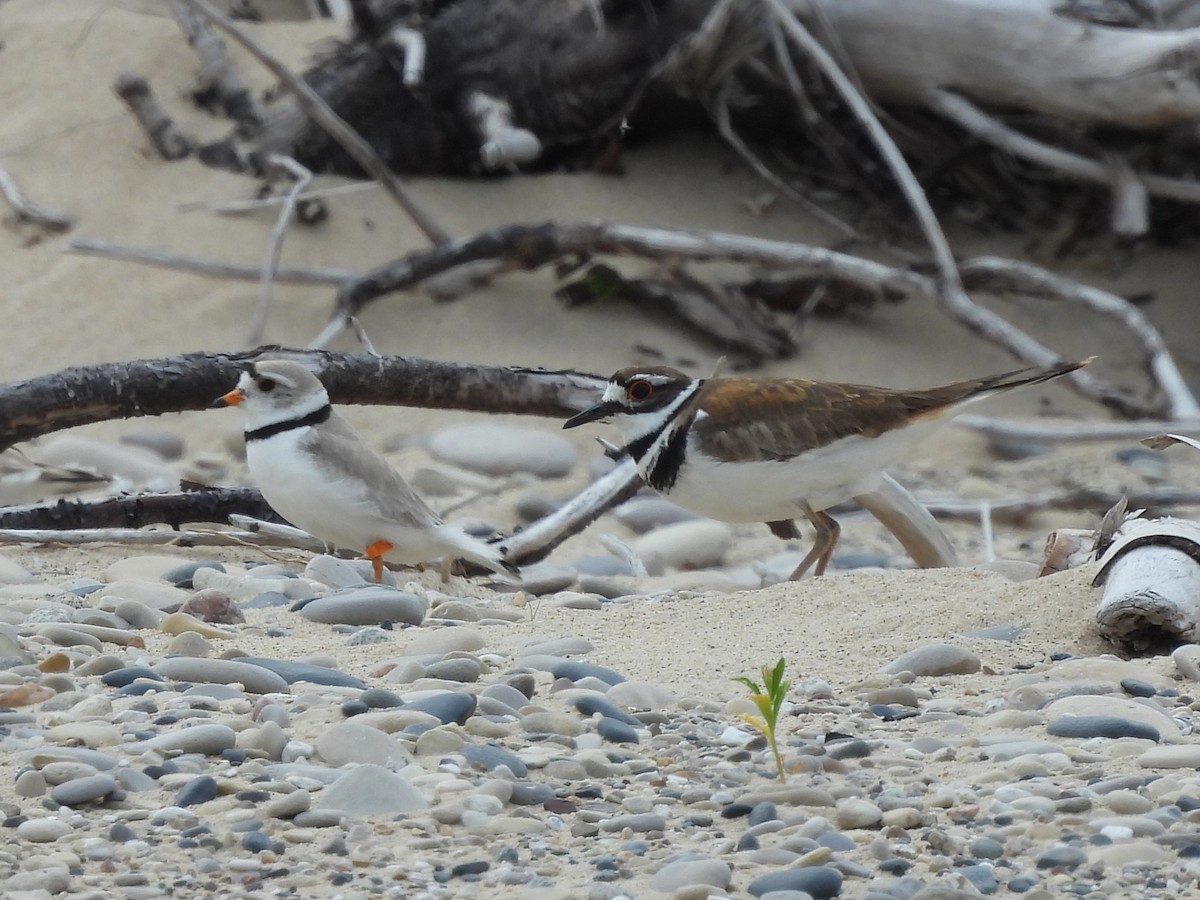 Killdeer - ML620699568