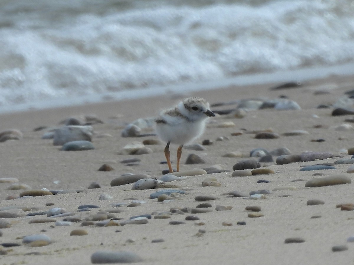 Piping Plover - ML620699576