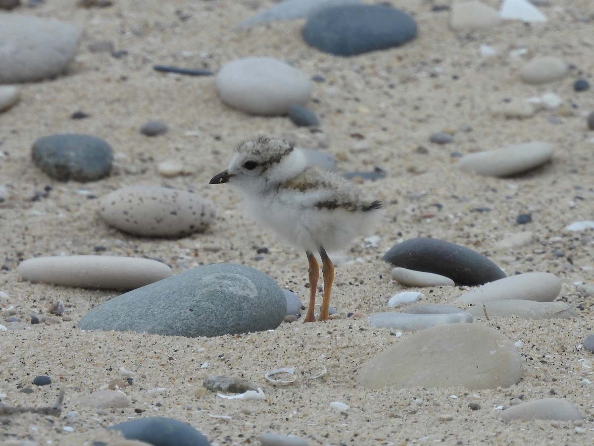 Piping Plover - ML620699577