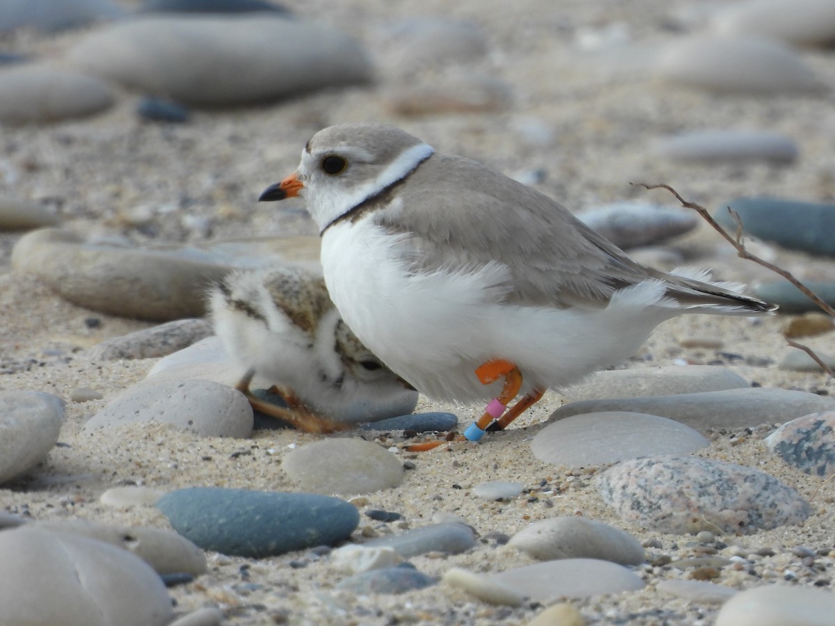 Piping Plover - ML620699578