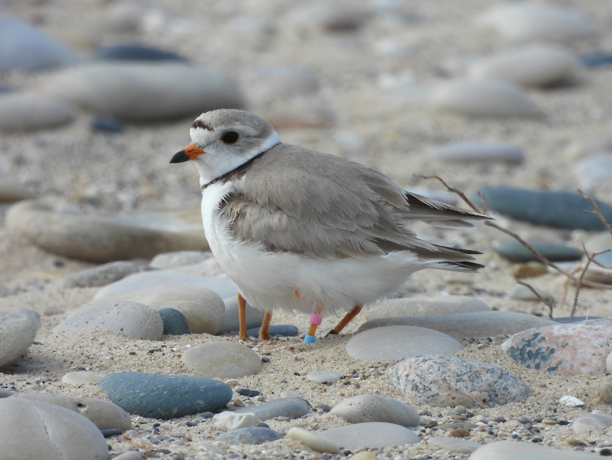 Piping Plover - ML620699579