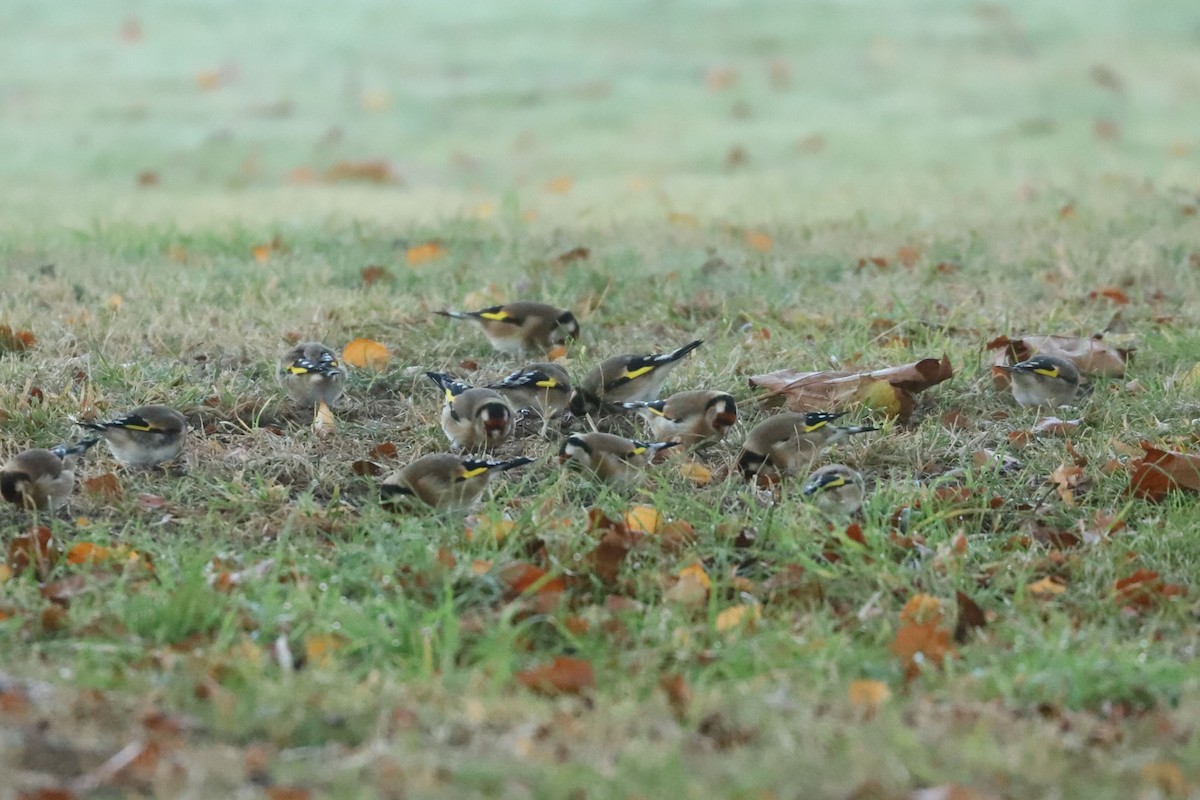 European Goldfinch - ML620699580