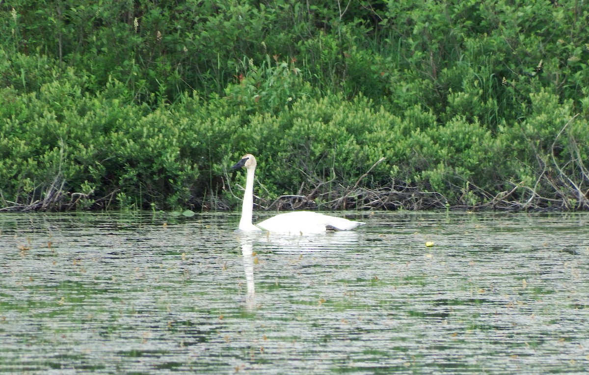 Cisne Trompetero - ML620699581