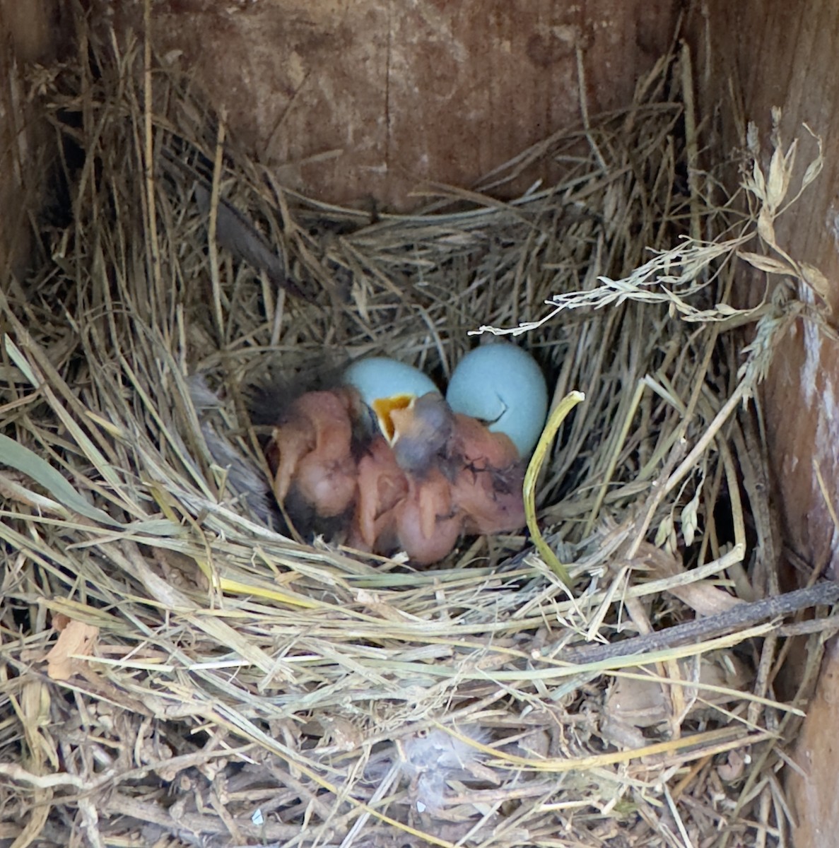 Eastern Bluebird - ML620699582