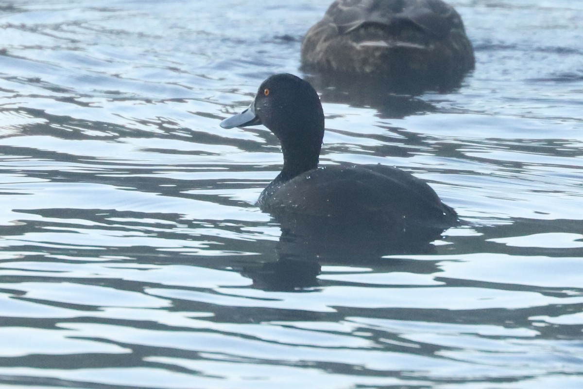 New Zealand Scaup - ML620699583