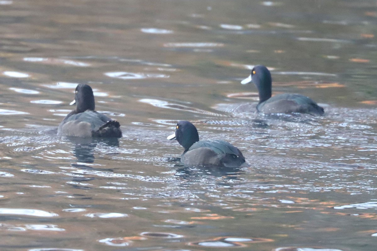 New Zealand Scaup - ML620699584