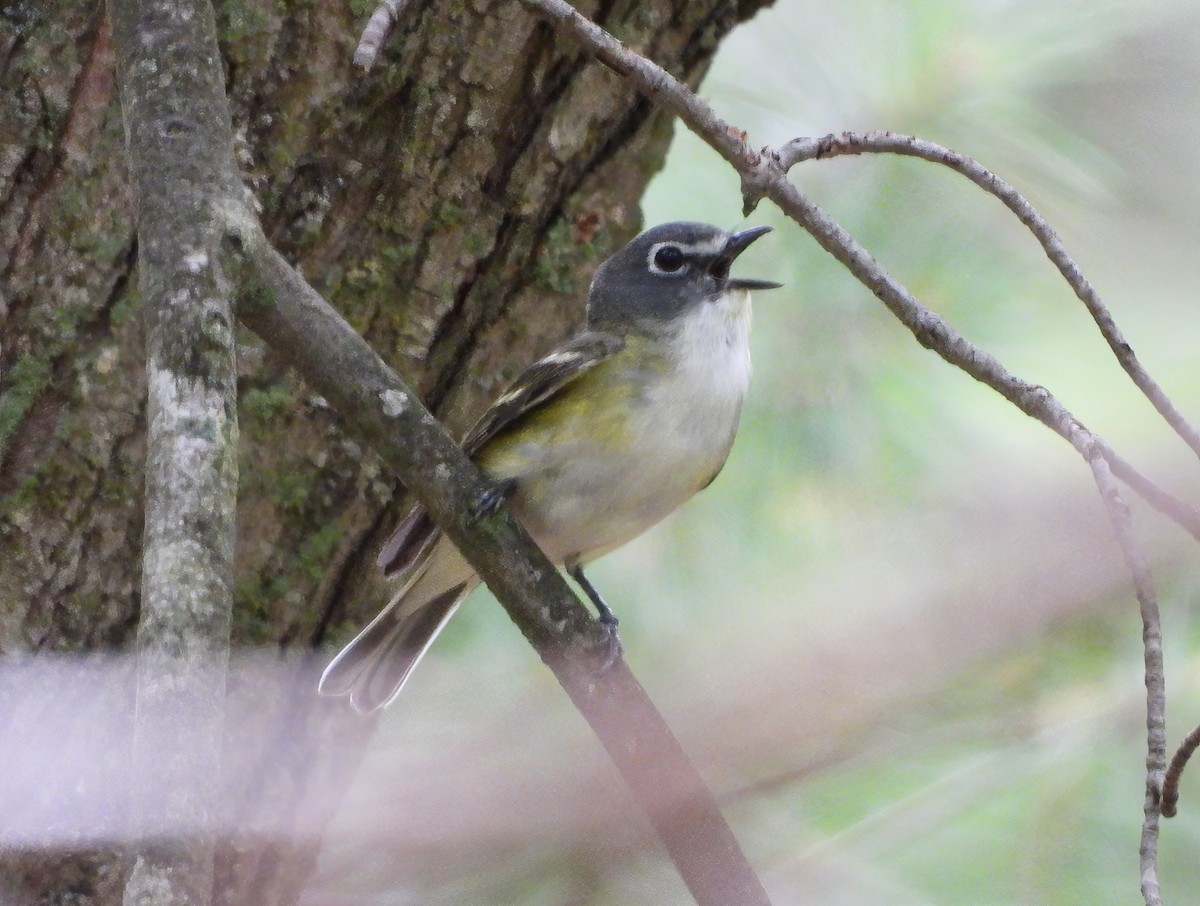 Vireo Solitario - ML620699586