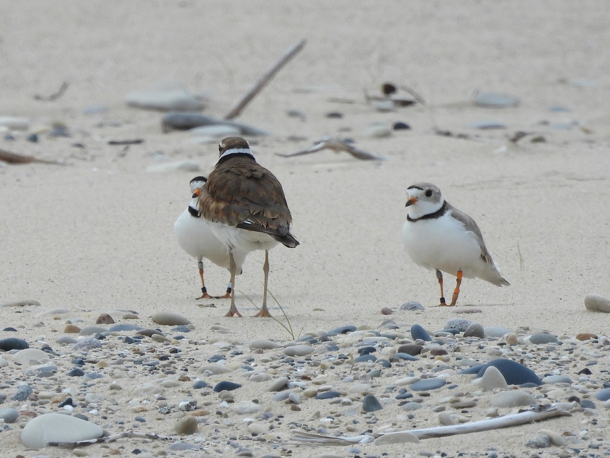 Piping Plover - ML620699588