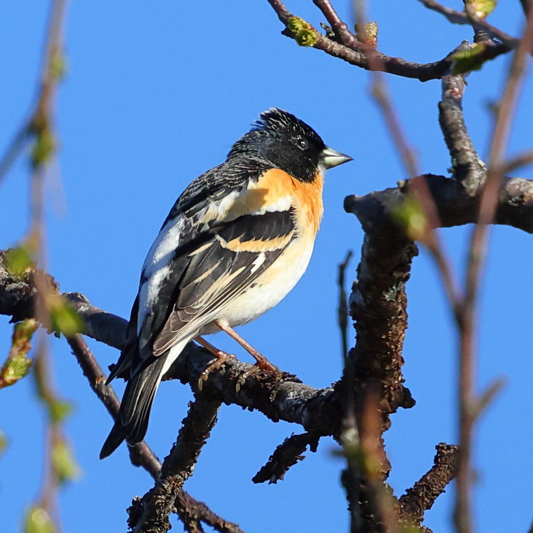 Brambling - ML620699590