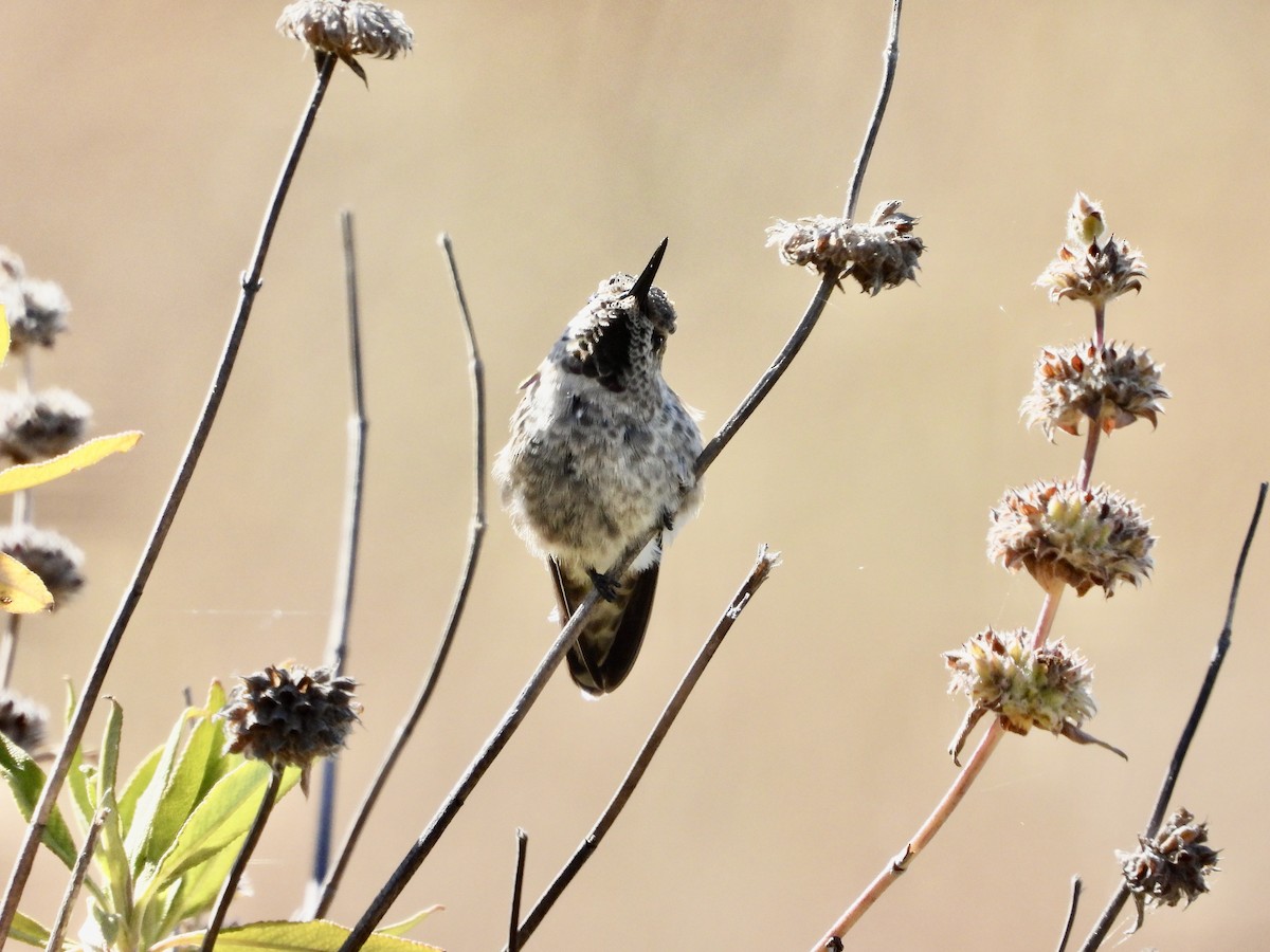 Anna's Hummingbird - ML620699591