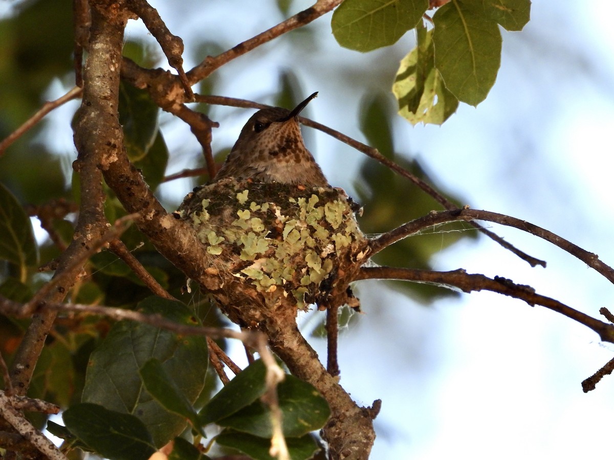 Anna's Hummingbird - ML620699592